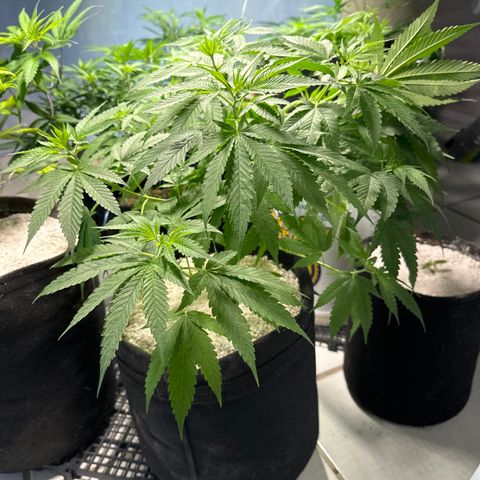 THCV growlog timeline photo