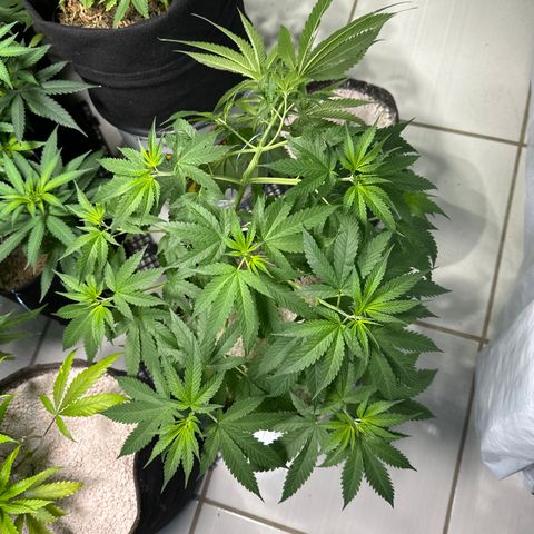THCV growlog timeline photo