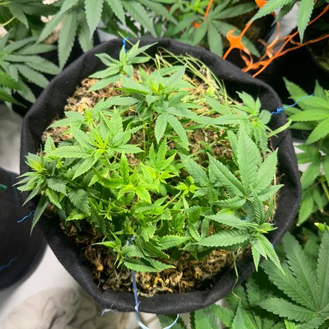 BANANA BISCOTT  growlog timeline photo