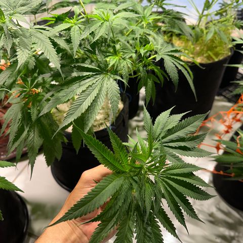 THCV growlog timeline photo