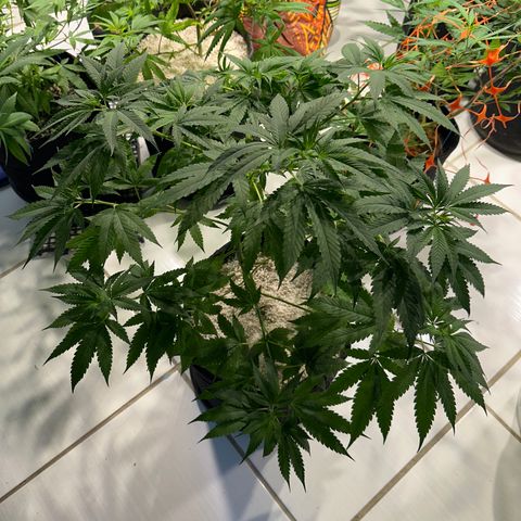 THCV growlog timeline photo