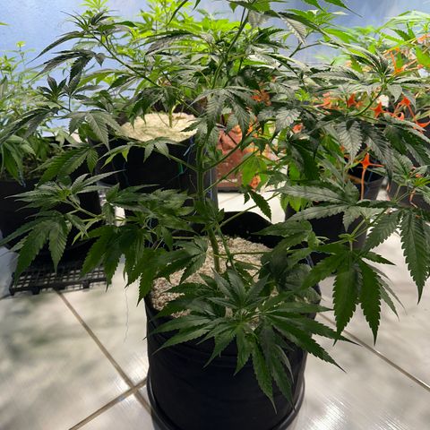 THCV growlog timeline photo