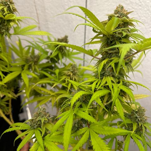 FRUIT #1 growlog timeline photo