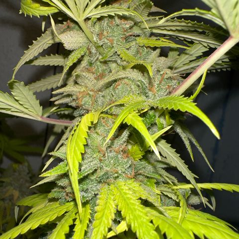 FRUIT #1 growlog timeline photo