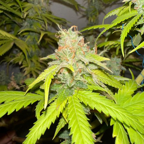 FRUIT #1 growlog timeline photo