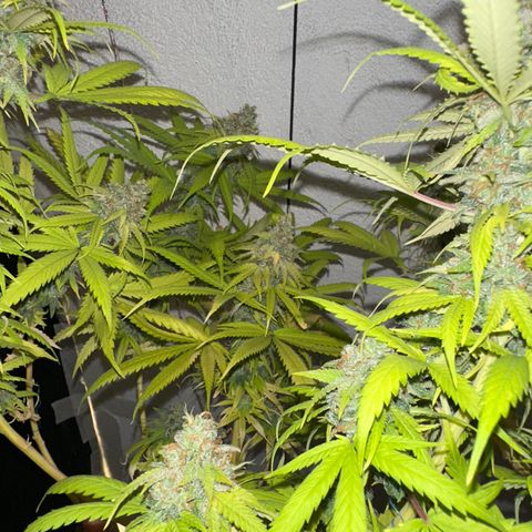 FRUIT #1 growlog timeline photo