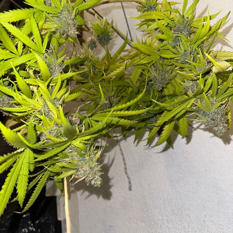 FRUIT #1 growlog timeline photo