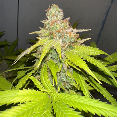 FRUIT #1 growlog timeline photo