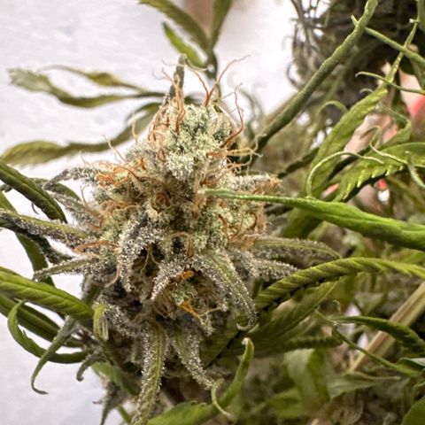 PURPLE GHOST CANDY #2 growlog timeline photo