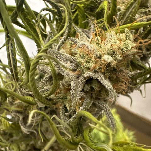 PURPLE GHOST CANDY #2 growlog timeline photo