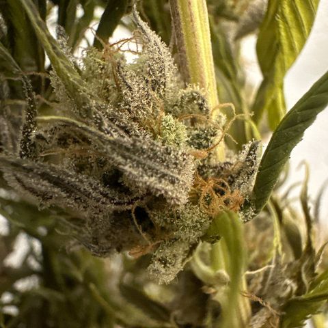 PURPLE GHOST CANDY #2 growlog timeline photo