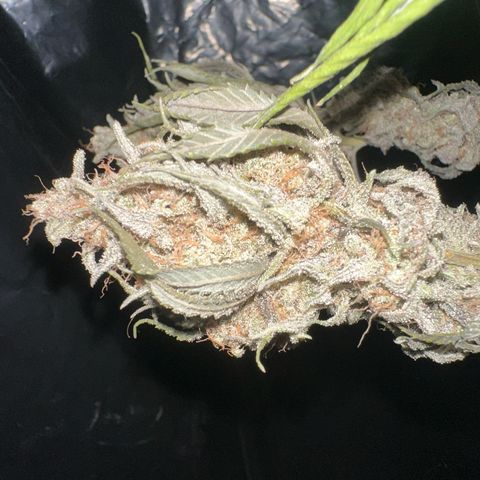 PURPLE GHOST CANDY #1  growlog timeline photo