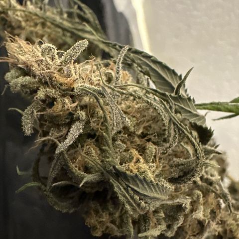 PURPLE GHOST CANDY #1  growlog timeline photo