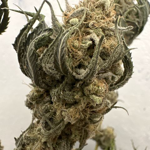 PURPLE GHOST CANDY #1  growlog timeline photo
