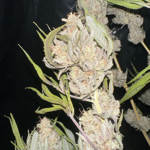 PURPLE GHOST CANDY #1  growlog timeline photo