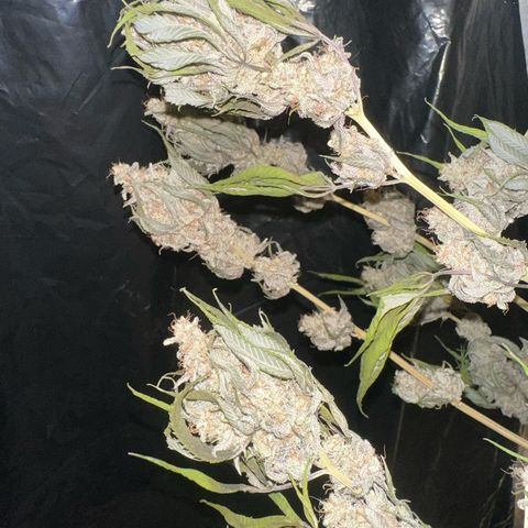 PURPLE GHOST CANDY #1  growlog timeline photo