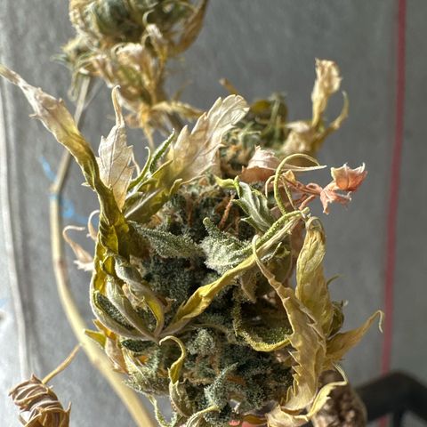 FRUIT #1 growlog timeline photo