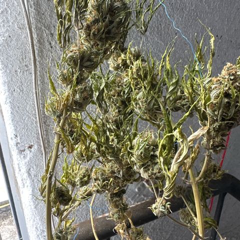 FRUIT #1 growlog timeline photo