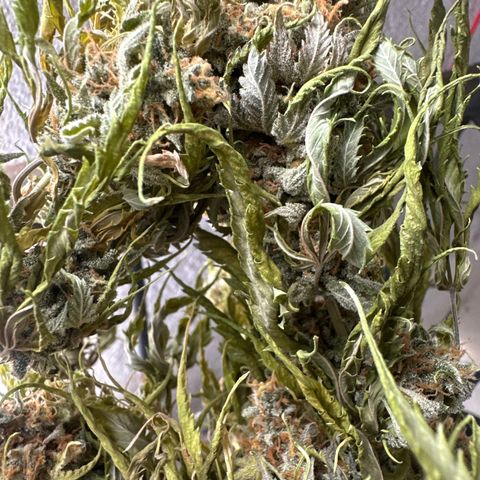FRUIT #1 growlog timeline photo