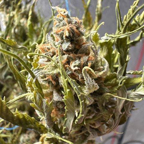 FRUIT #1 growlog timeline photo
