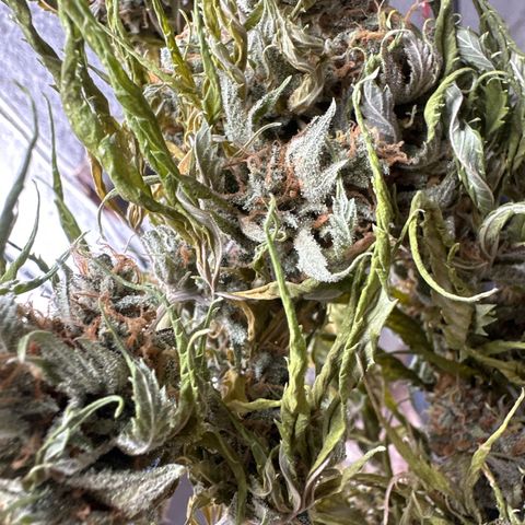 FRUIT #1 growlog timeline photo