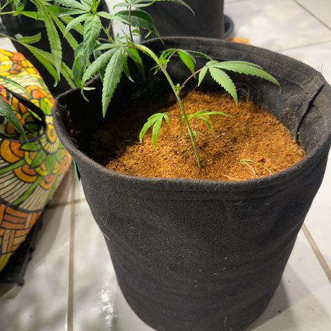 SIDERAL # growlog timeline photo