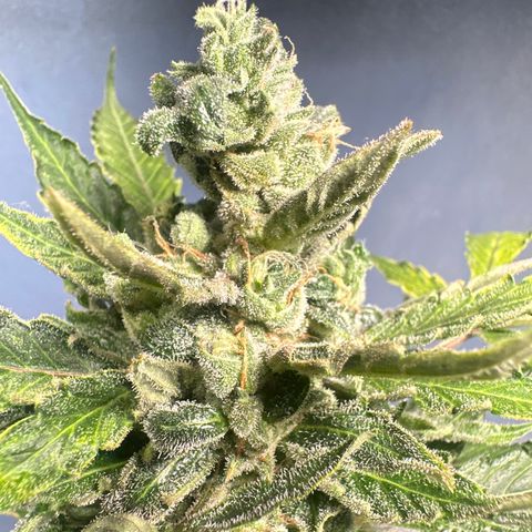 PINEAPPLE EXPRESS growlog timeline photo