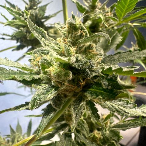 PINEAPPLE EXPRESS growlog timeline photo