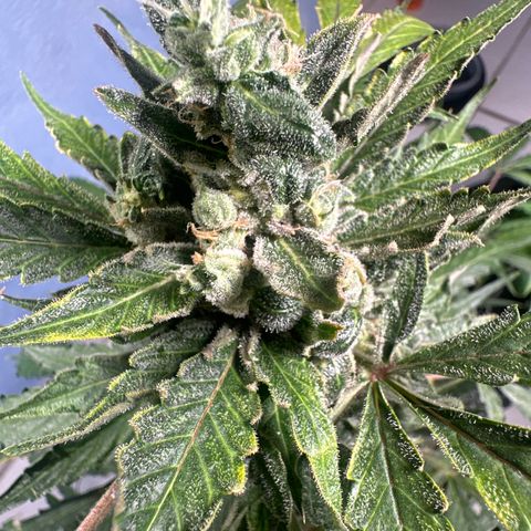 PINEAPPLE EXPRESS growlog timeline photo