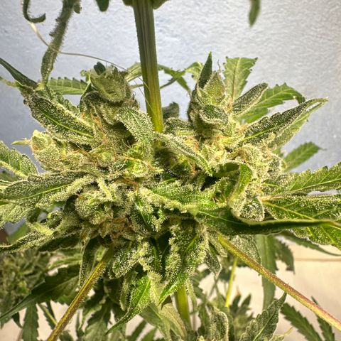 PINEAPPLE EXPRESS growlog timeline photo