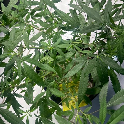 PURPLE GHOST CANDY #3 growlog timeline photo