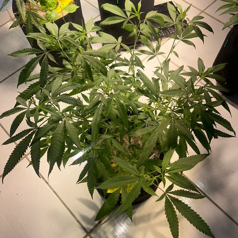 PURPLE GHOST CANDY #3 growlog timeline photo