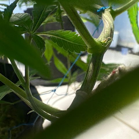 PURPLE GHOST CANDY #3 growlog timeline photo