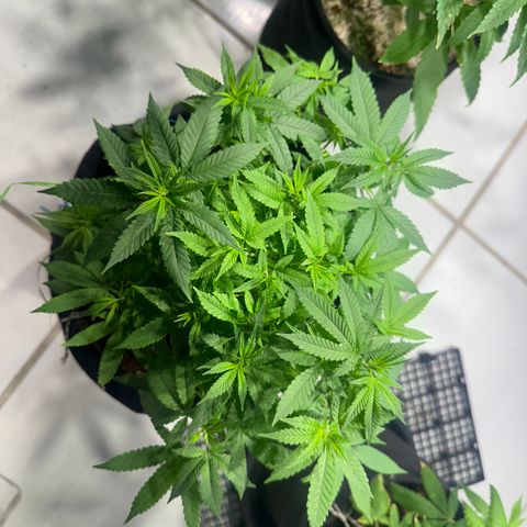 BANANA BISCOTT  growlog timeline photo