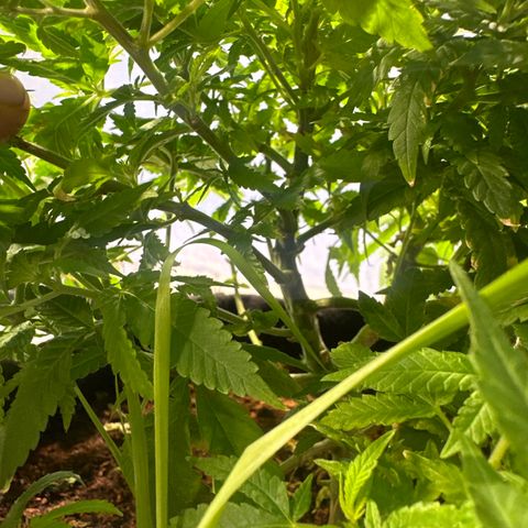 BANANA BISCOTT  growlog timeline photo