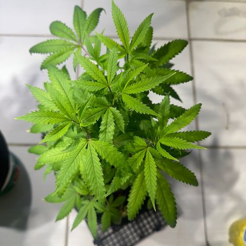 Doctor Seedsman CBD 30:1 growlog timeline photo