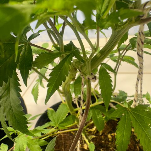 Doctor Seedsman CBD 30:1 growlog timeline photo