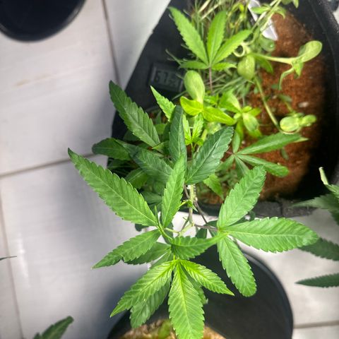 SIDERAL # growlog timeline photo