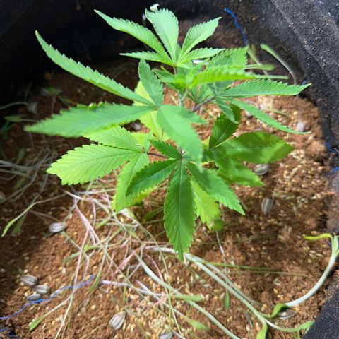 PURPLE #4  growlog timeline photo