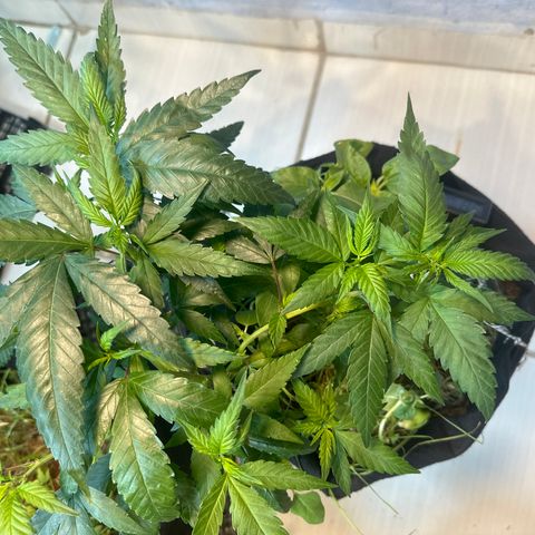 SIDERAL # growlog timeline photo