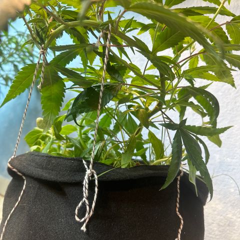 SIDERAL # growlog timeline photo