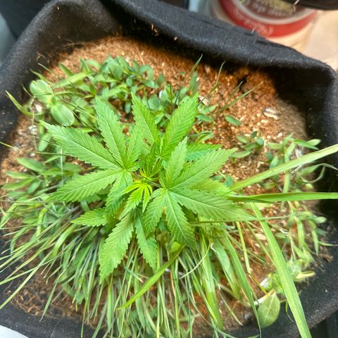 Do-si-dos growlog timeline photo