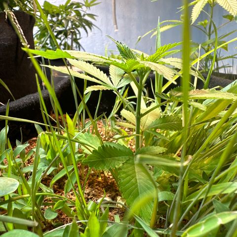 Do-si-dos growlog timeline photo