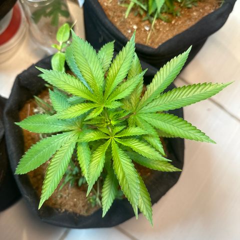 PURPLE #4  growlog timeline photo