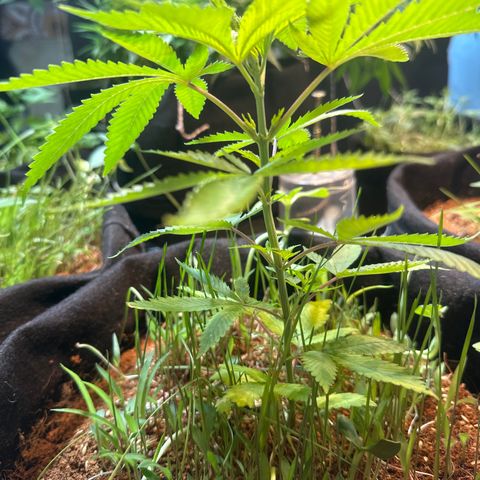 PURPLE #4  growlog timeline photo
