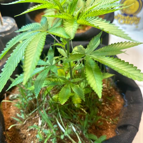PURPLE #4  growlog timeline photo
