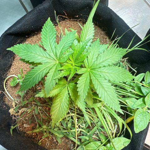 GELATO OG  growlog timeline photo