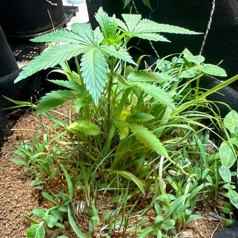 GELATO OG  growlog timeline photo