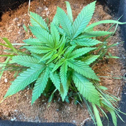 BADAZZ  growlog timeline photo