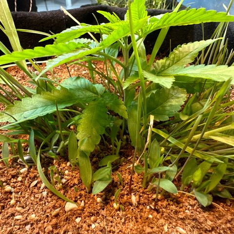 BADAZZ  growlog timeline photo